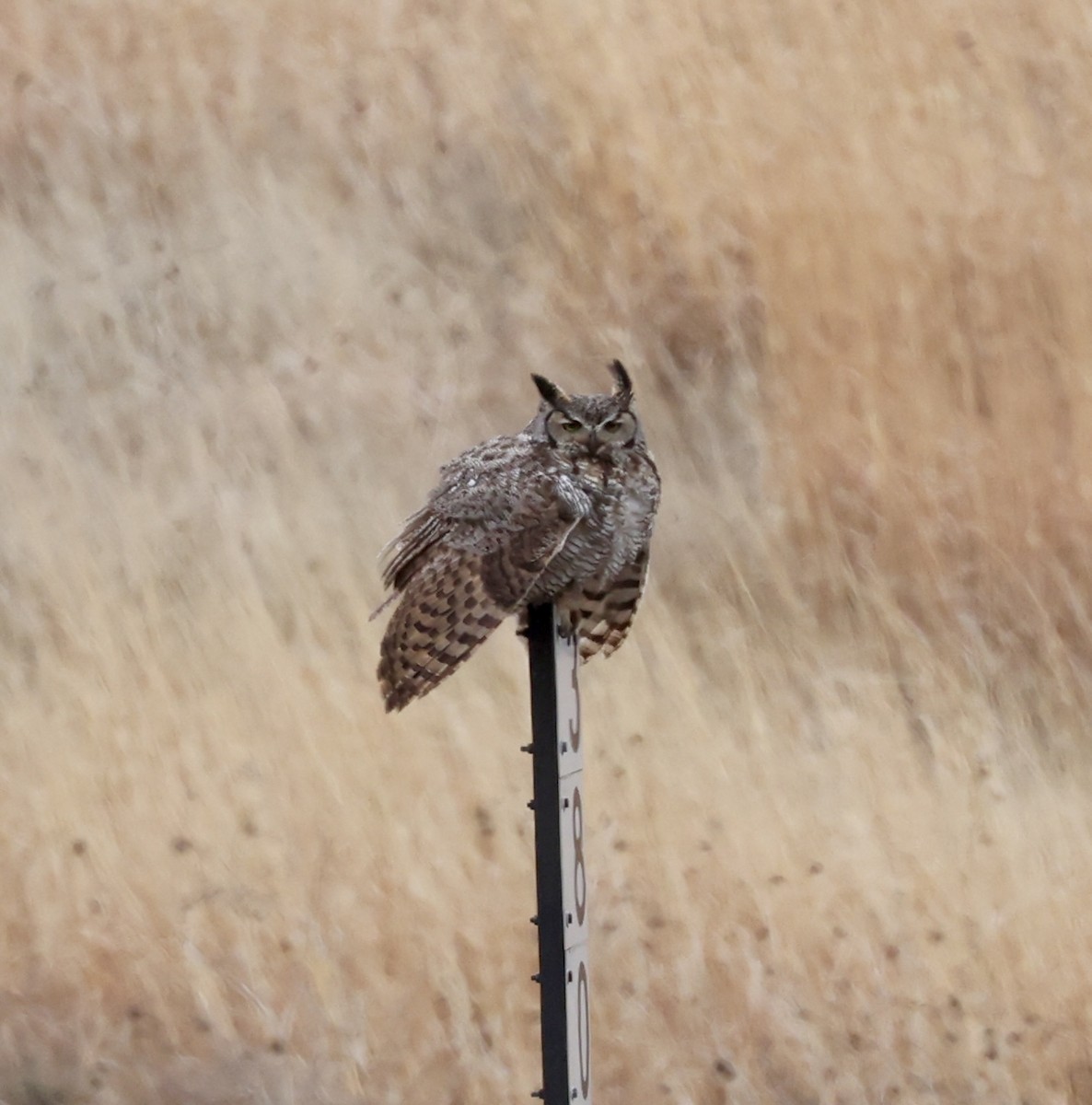 Great Horned Owl - ML619498614