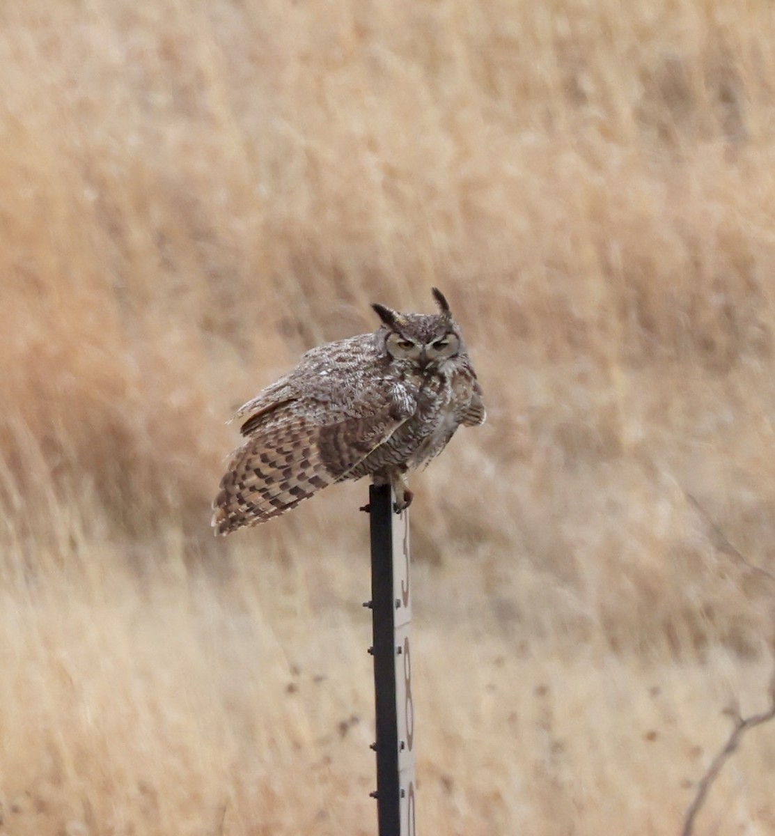 Great Horned Owl - ML619498615