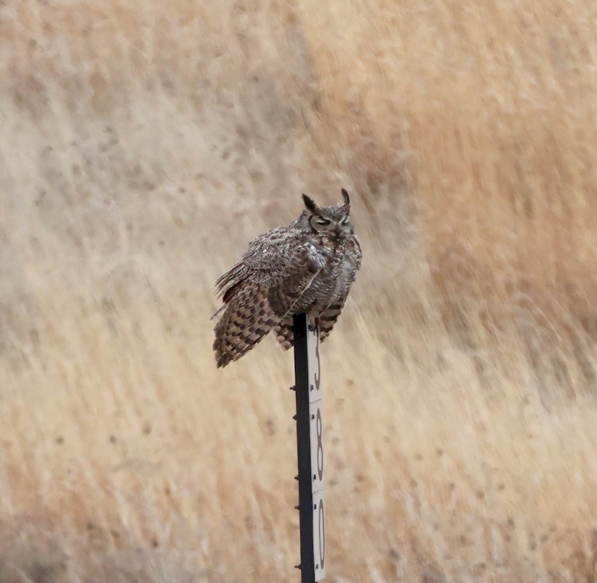 Great Horned Owl - ML619498616
