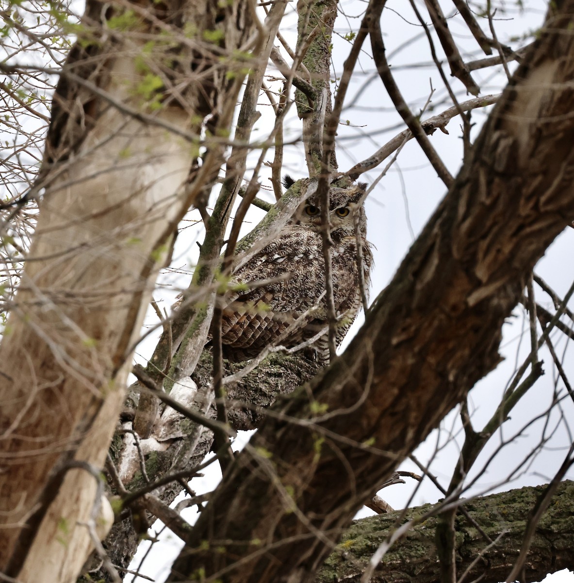 Great Horned Owl - ML619498617
