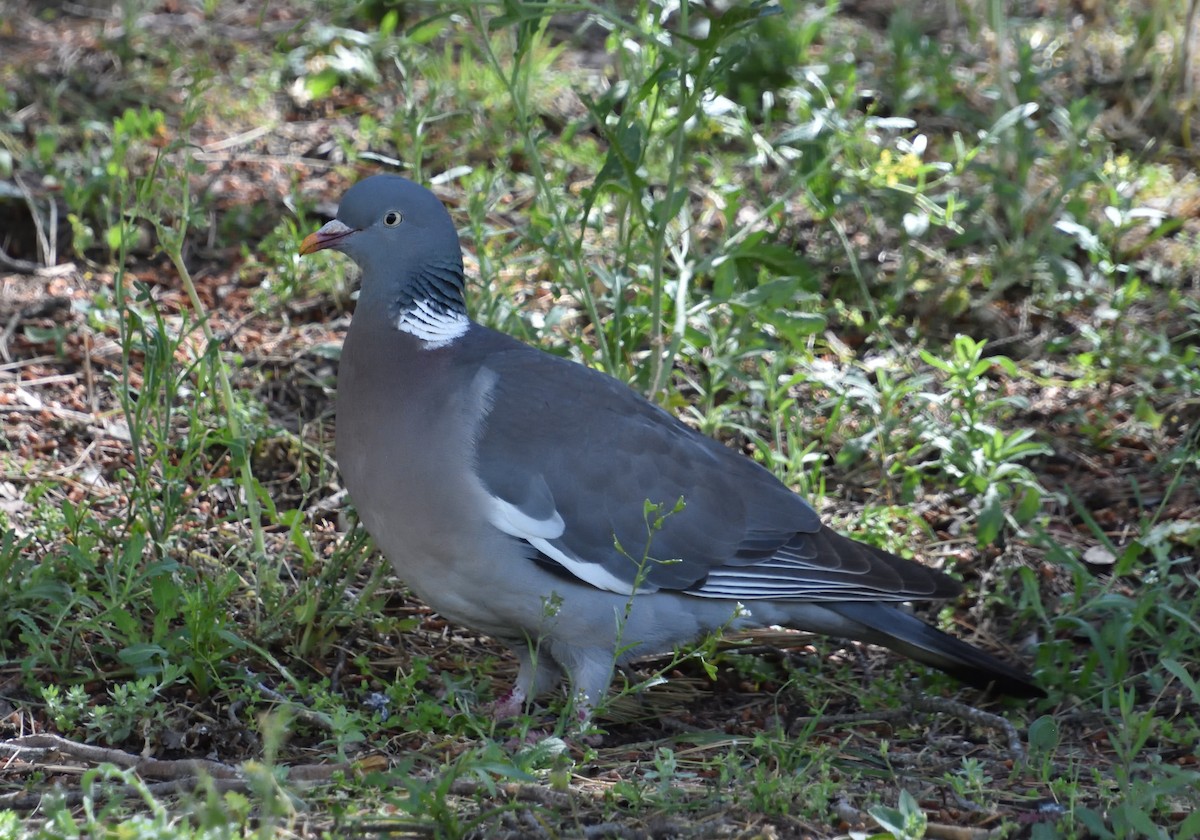 Common Wood-Pigeon - ML619498660
