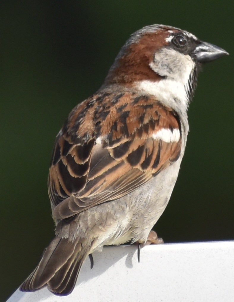 House Sparrow - ML619498668