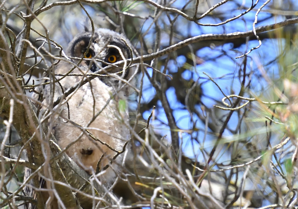 Long-eared Owl - ML619498669
