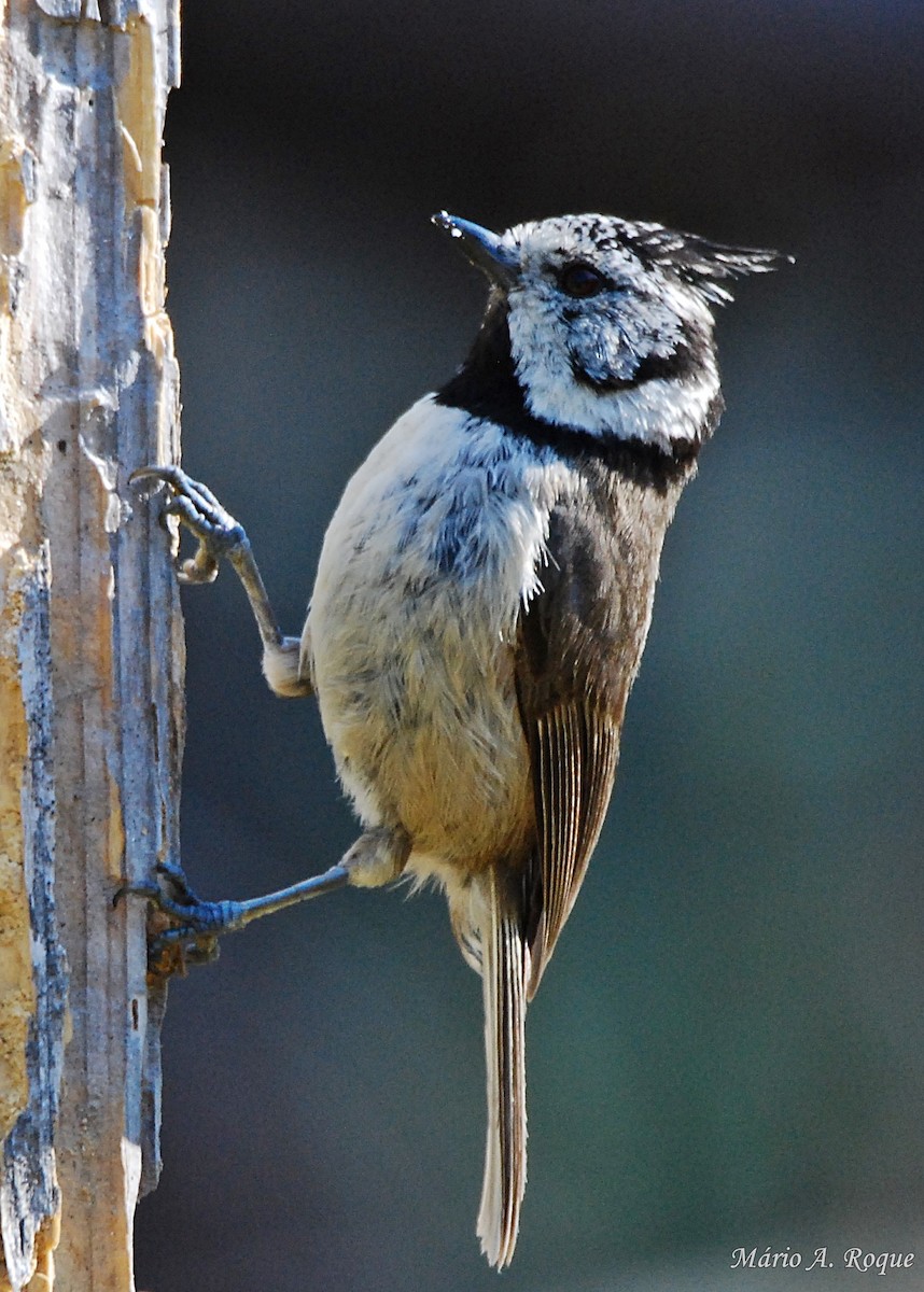 Crested Tit - ML619498691