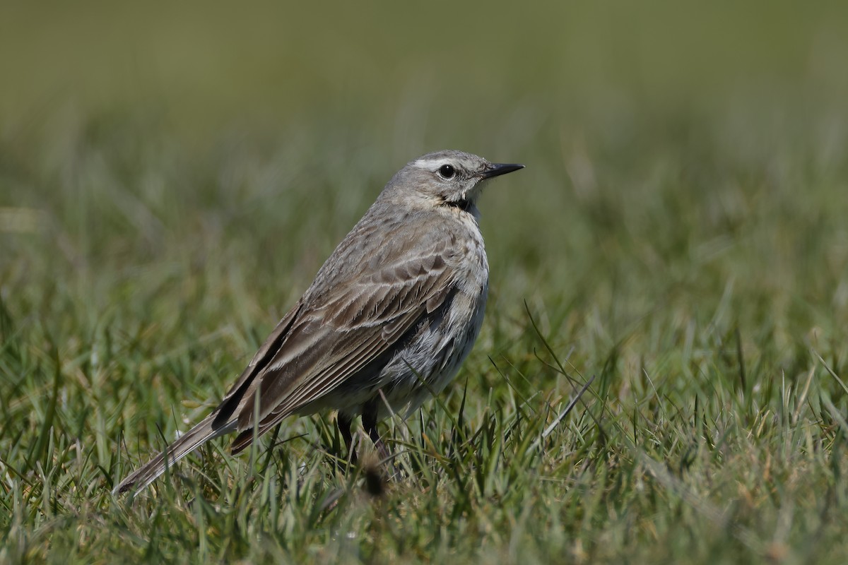 Water Pipit - ML619498702