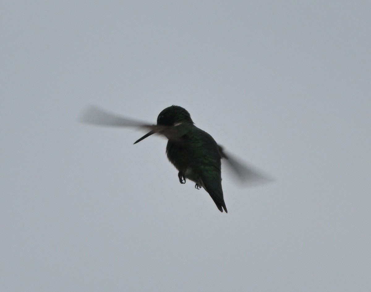 Ruby-throated Hummingbird - ML619498733