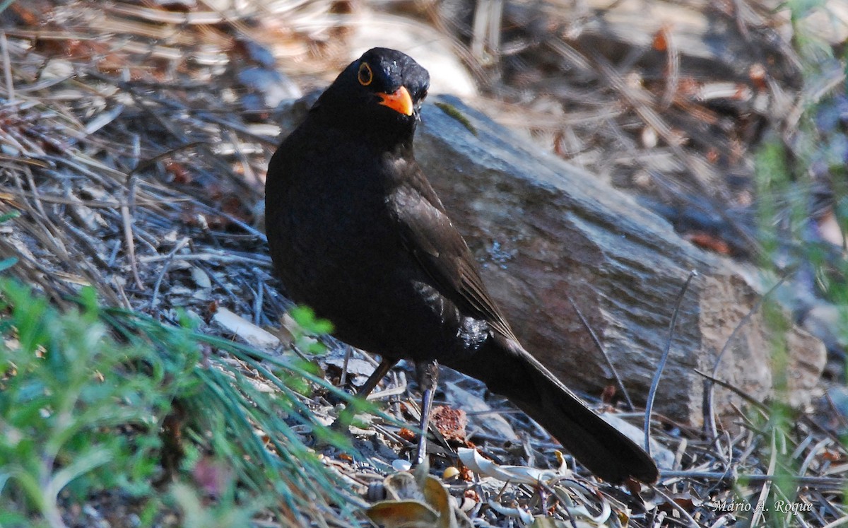Eurasian Blackbird - ML619498787
