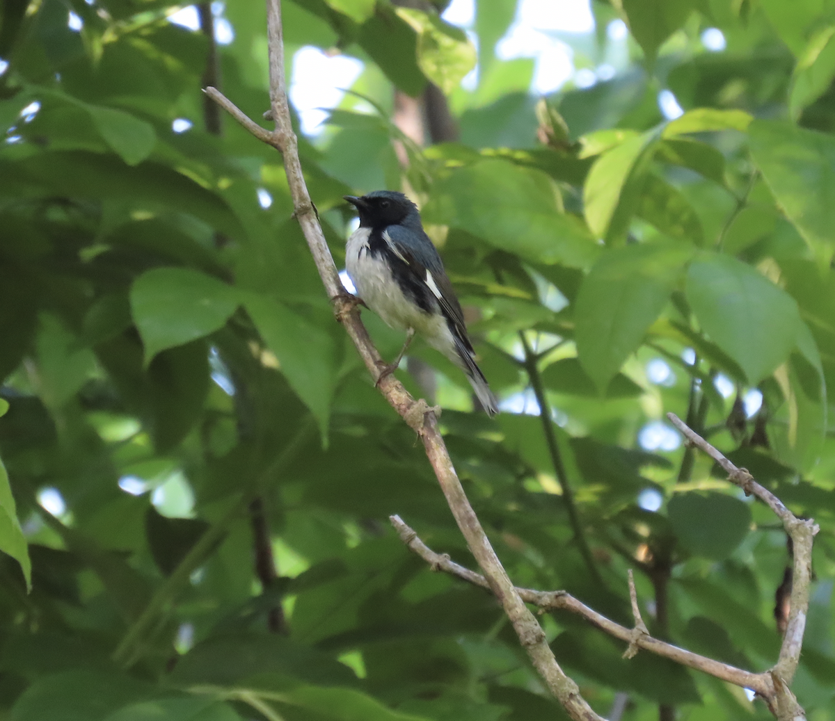 Black-throated Blue Warbler - ML619498849