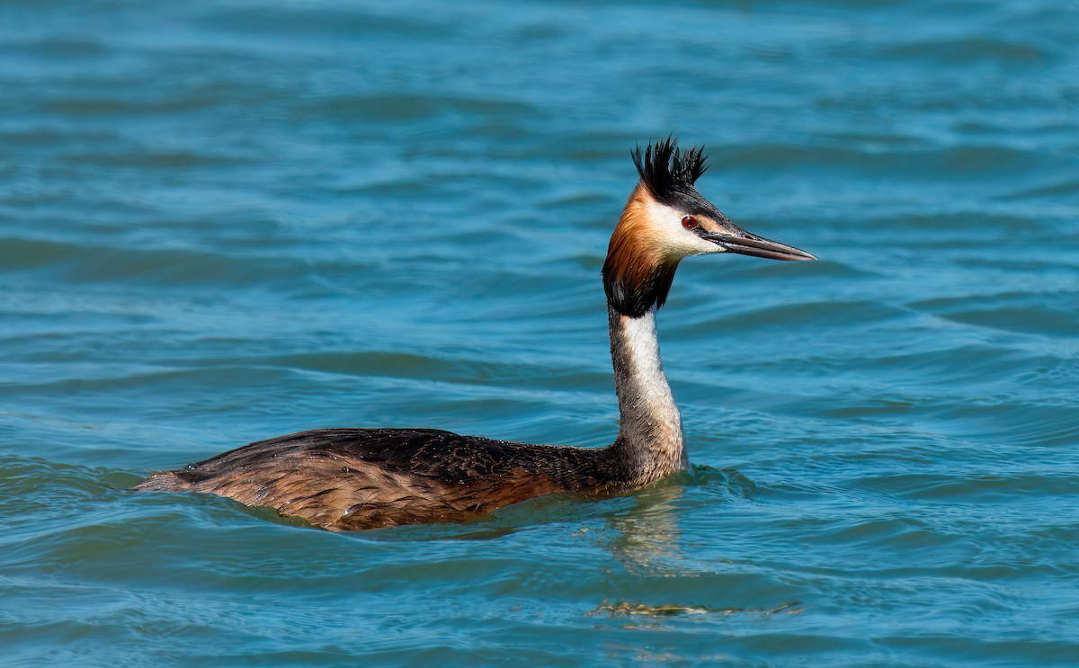 Great Crested Grebe - ML619498884