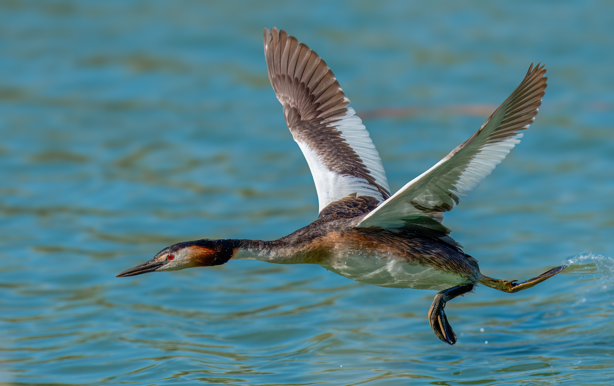 Great Crested Grebe - ML619498885