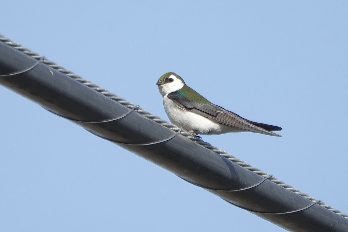 Violet-green Swallow - ML619498957