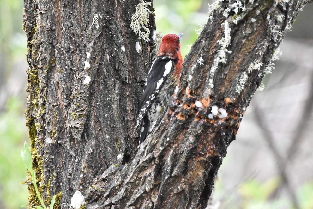 Red-breasted Sapsucker - ML619498958