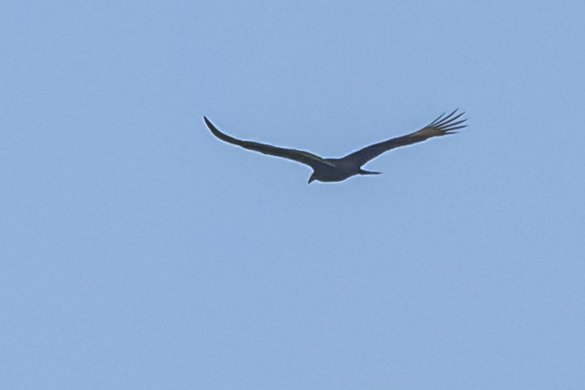 Turkey Vulture - ML619498959