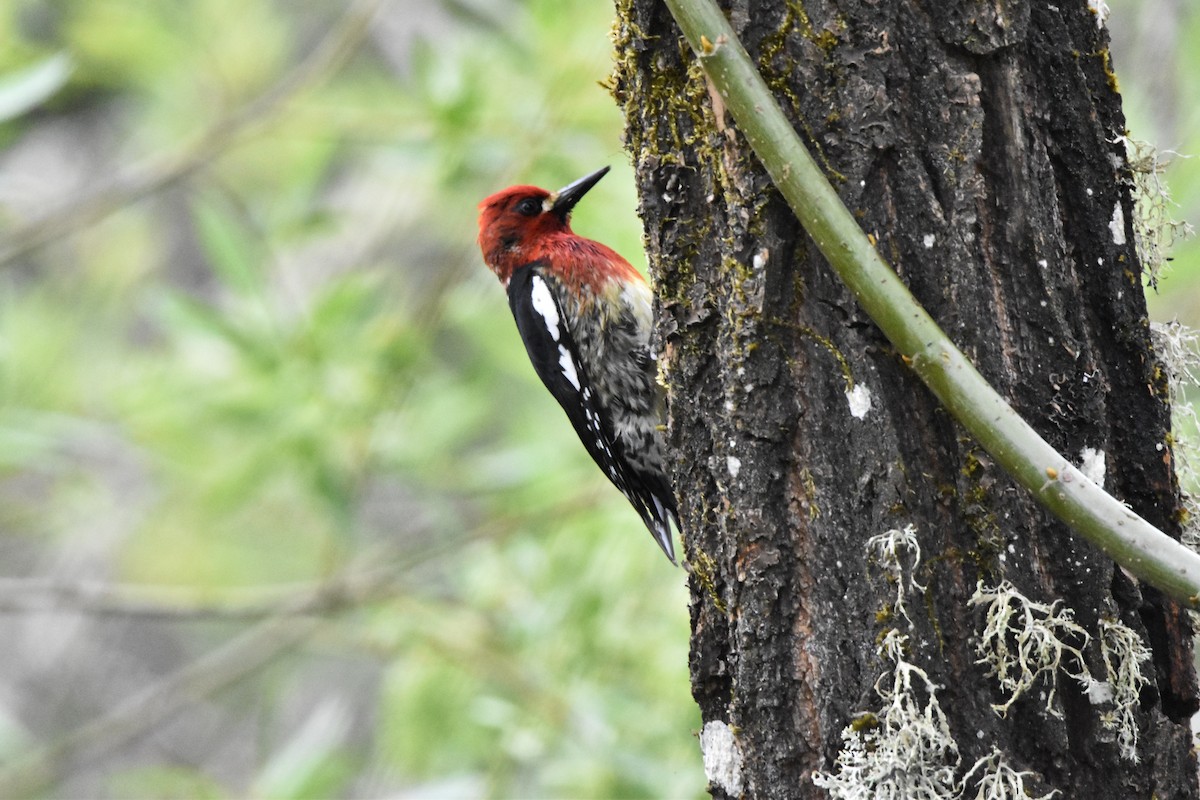 Red-breasted Sapsucker - ML619498962