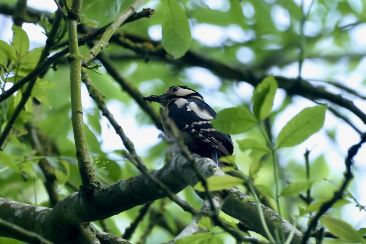 Great Spotted Woodpecker - ML619498972