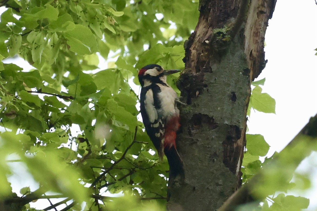 Great Spotted Woodpecker - ML619498973