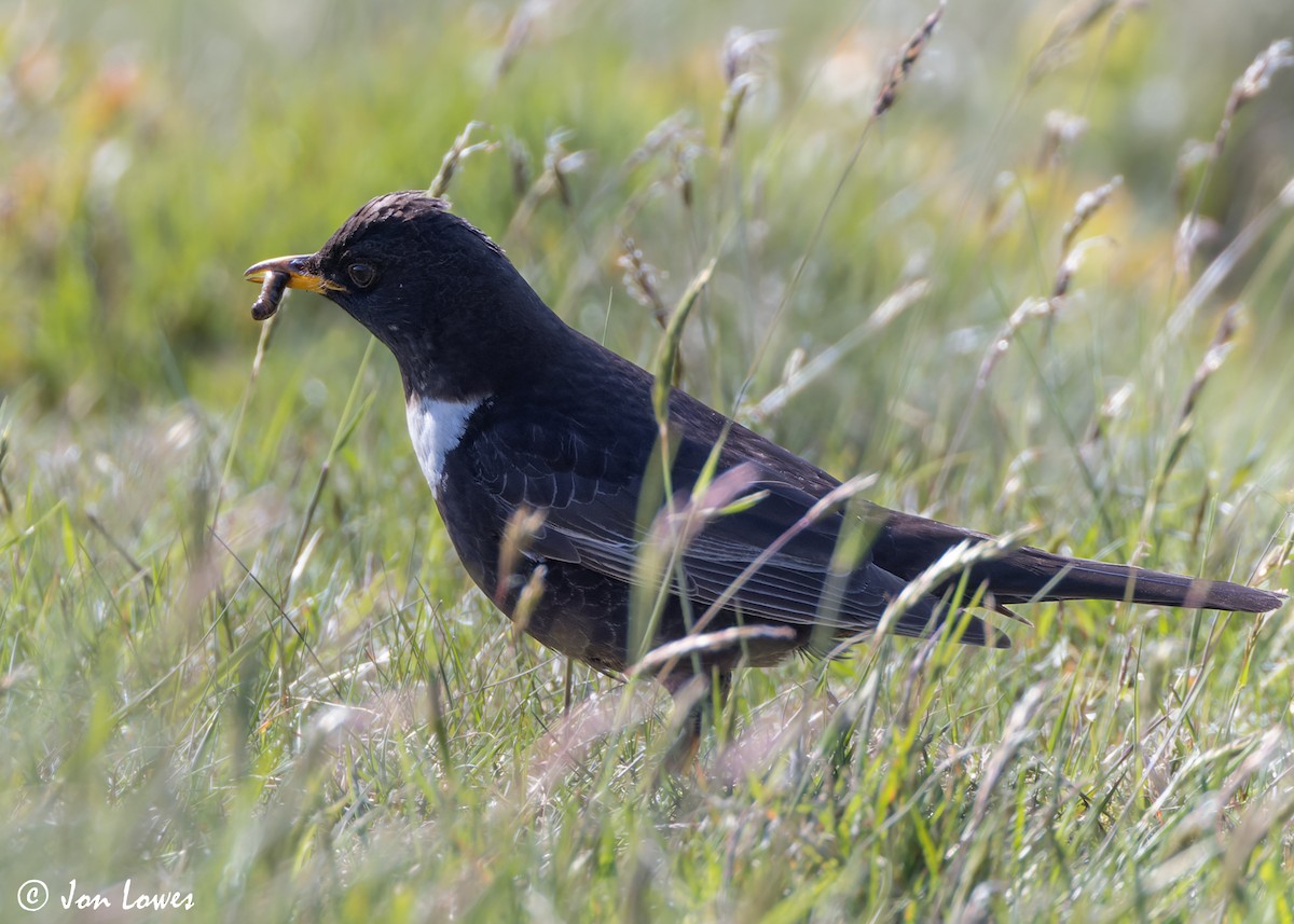 Ring Ouzel (Northern) - ML619499000