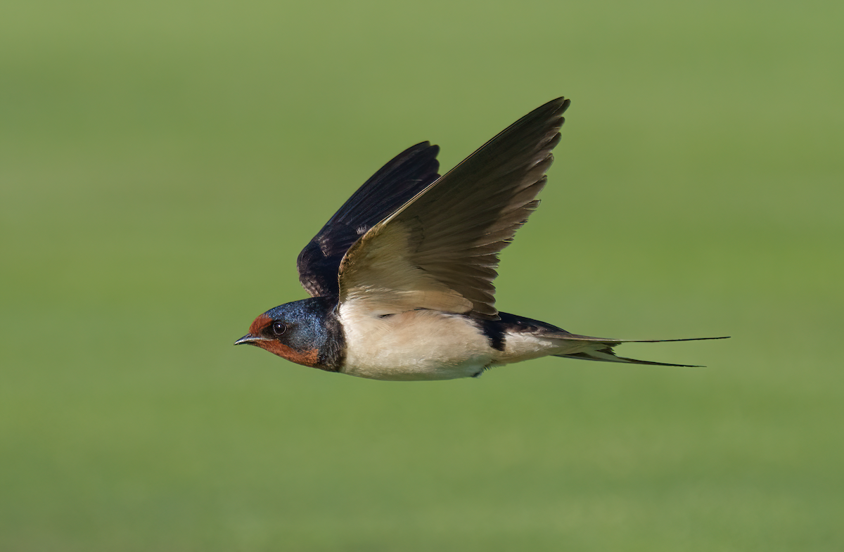 Barn Swallow - ML619499009