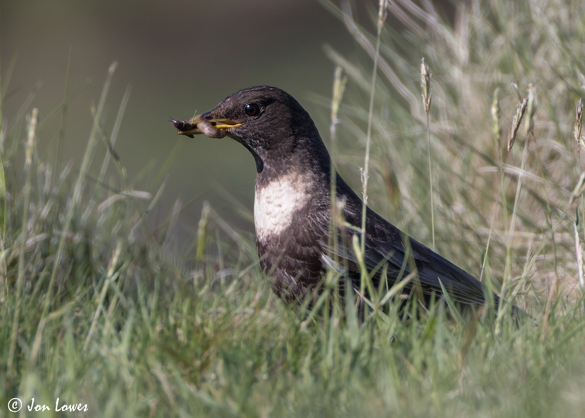 Ring Ouzel (Northern) - ML619499012