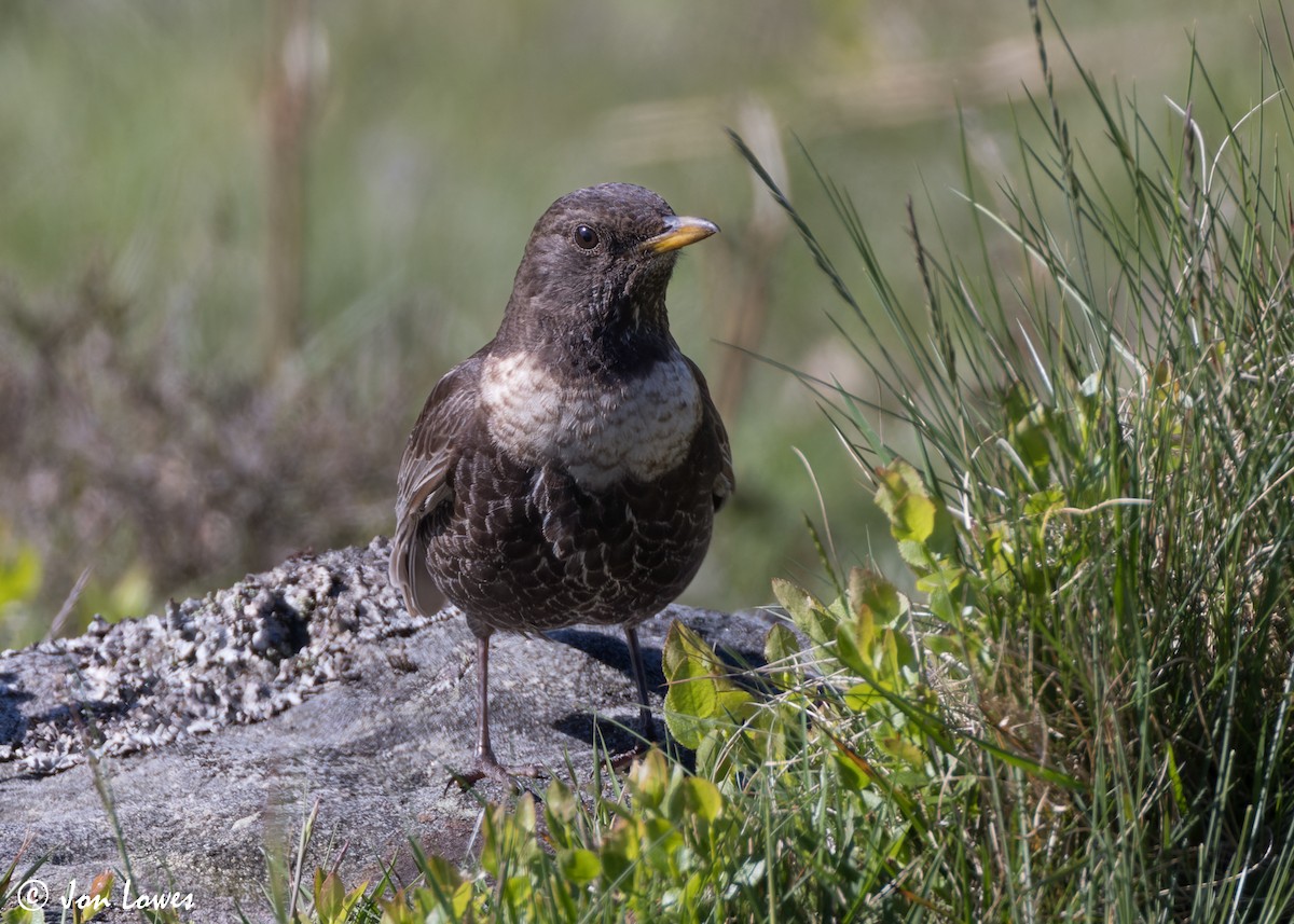 Ring Ouzel (Northern) - ML619499013