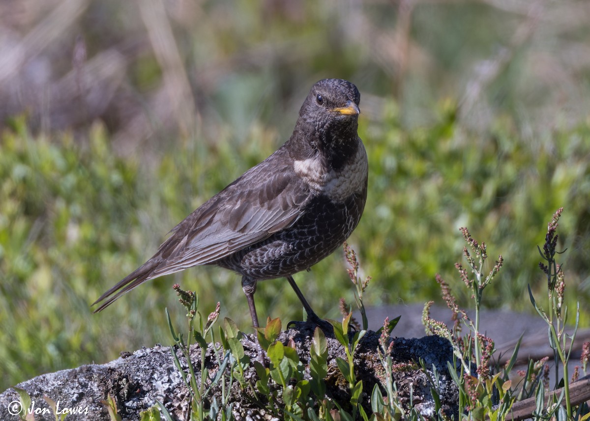 Ring Ouzel (Northern) - ML619499014