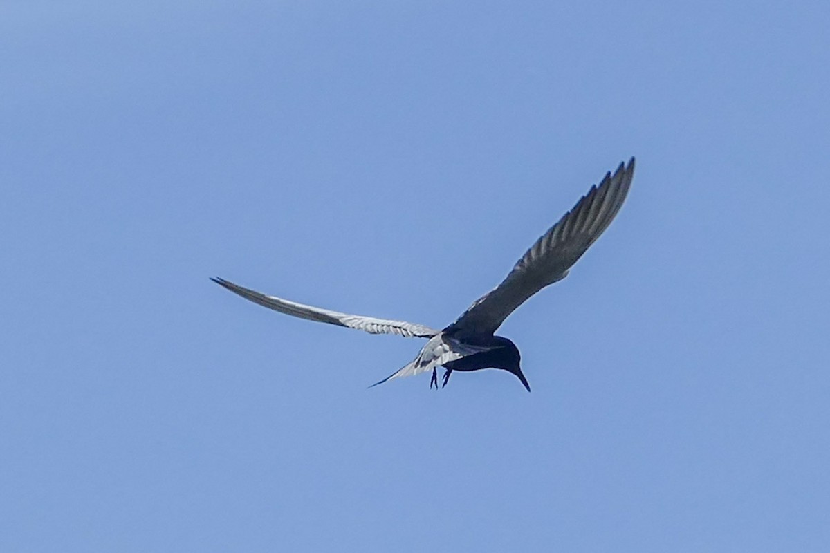Black Tern - ML619499018