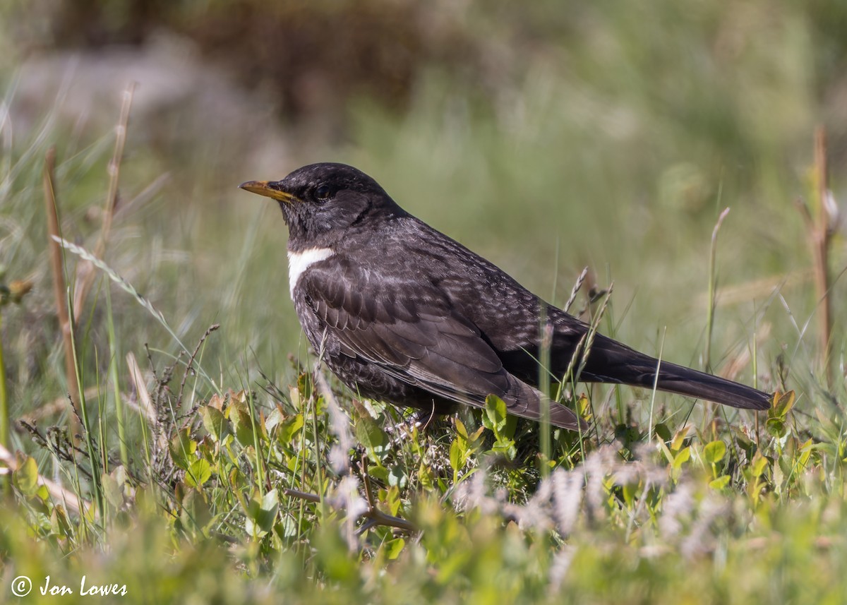 Ring Ouzel (Northern) - ML619499023