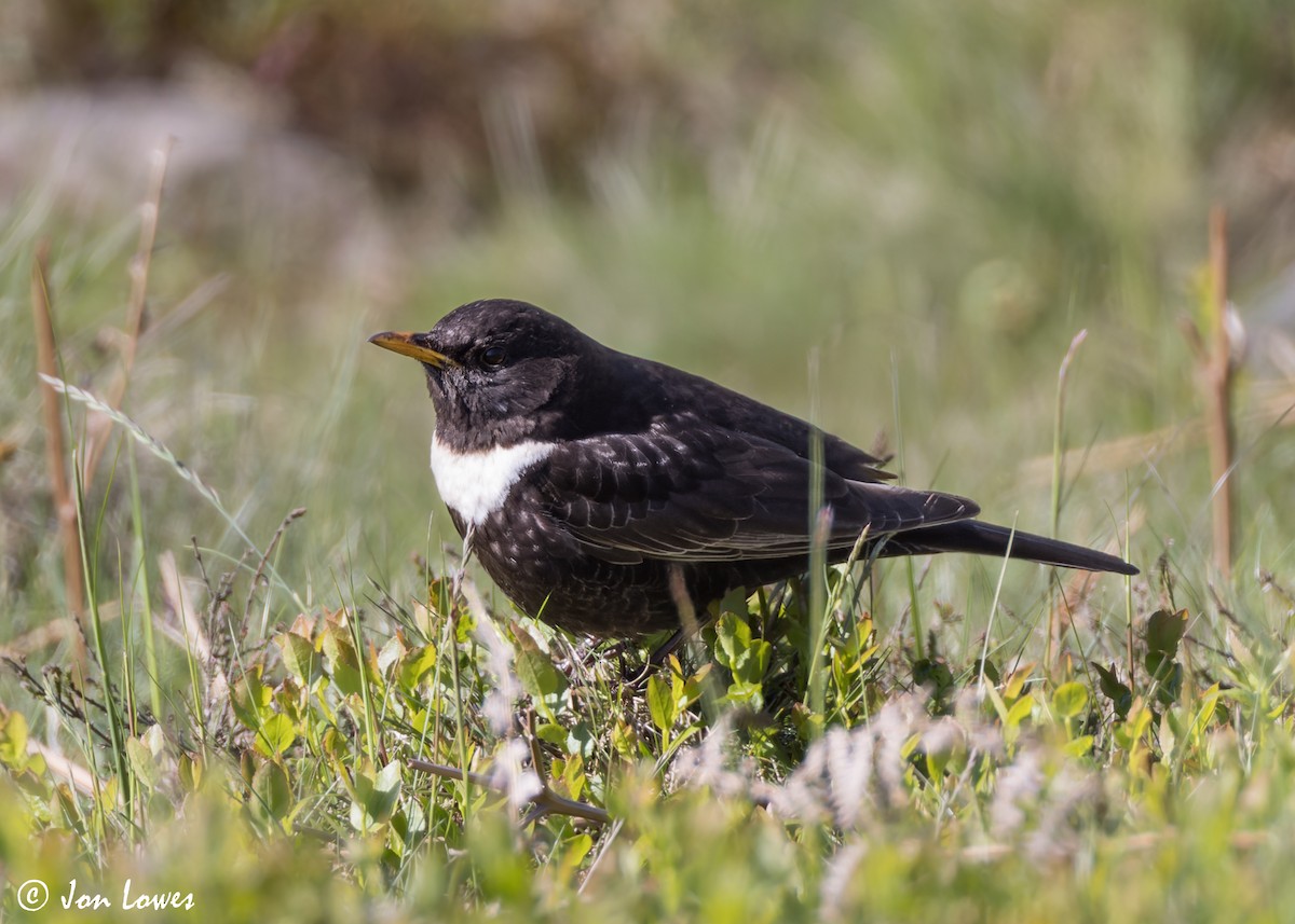 Ring Ouzel (Northern) - ML619499024