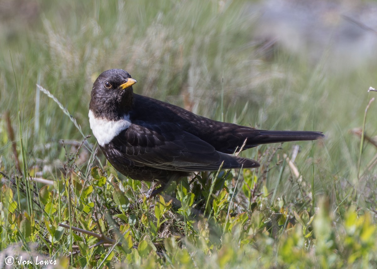 Ring Ouzel (Northern) - ML619499025