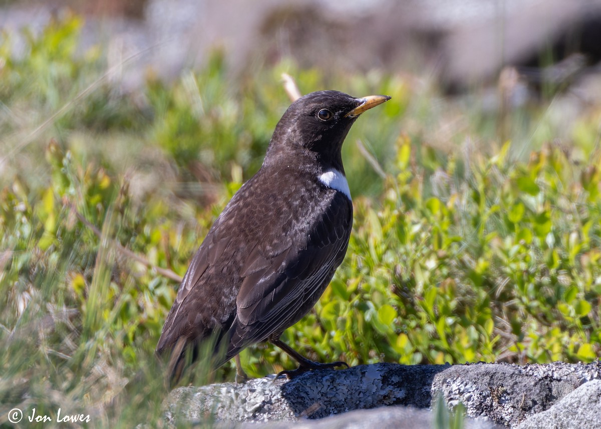 Ring Ouzel (Northern) - ML619499029