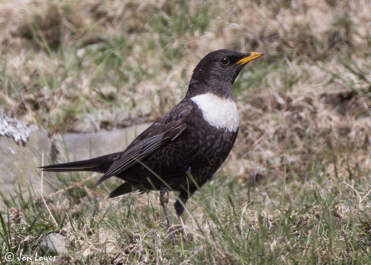 Ring Ouzel (Northern) - ML619499033