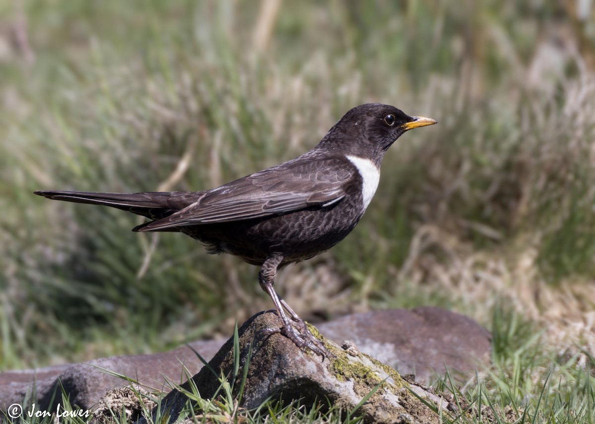 Ring Ouzel (Northern) - ML619499034