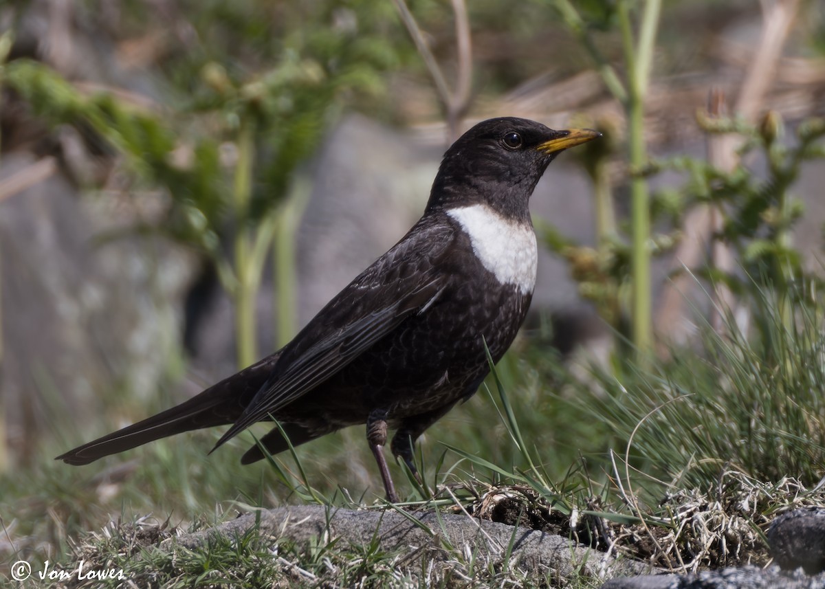 Ring Ouzel (Northern) - ML619499035