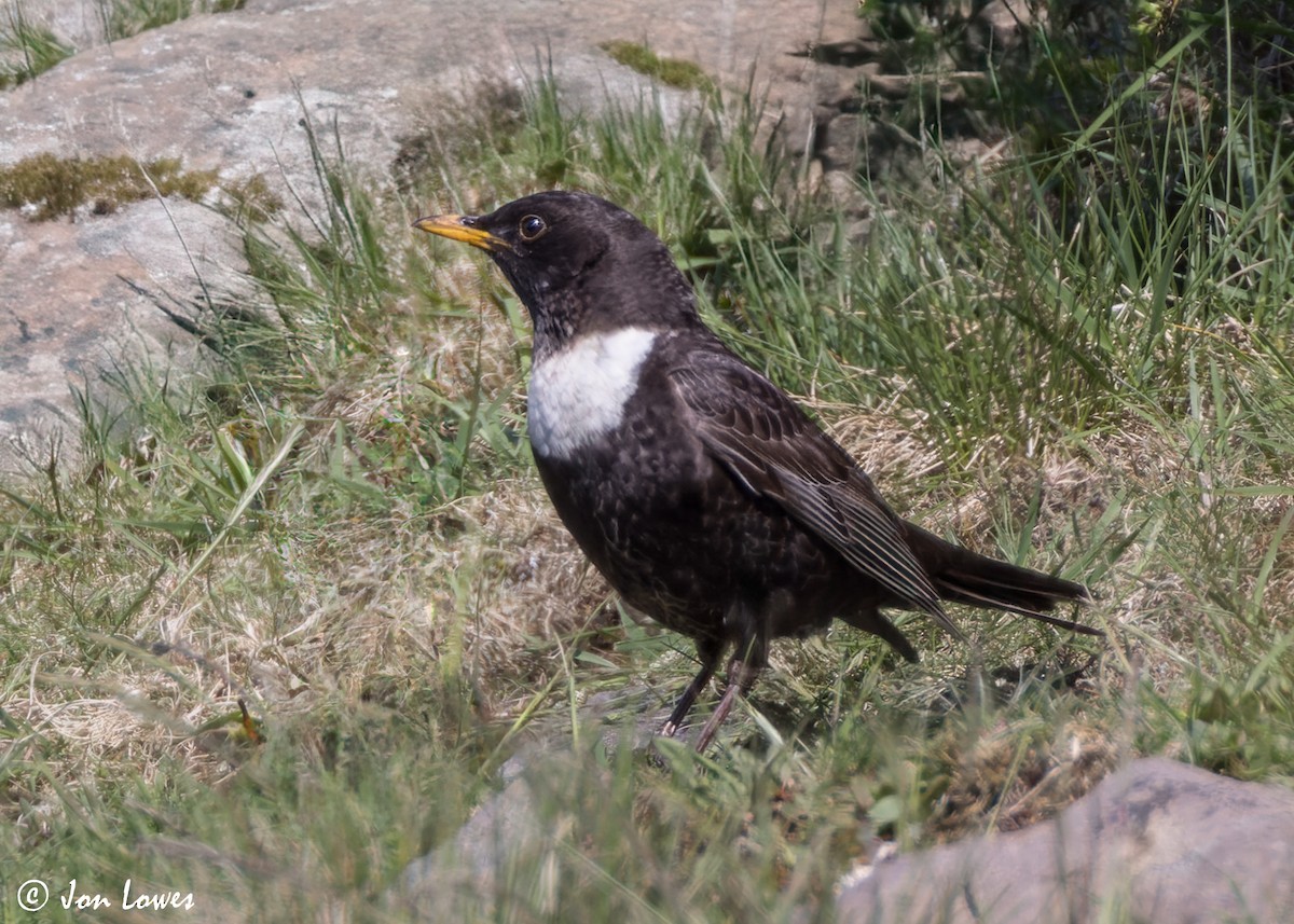 Ring Ouzel (Northern) - ML619499036