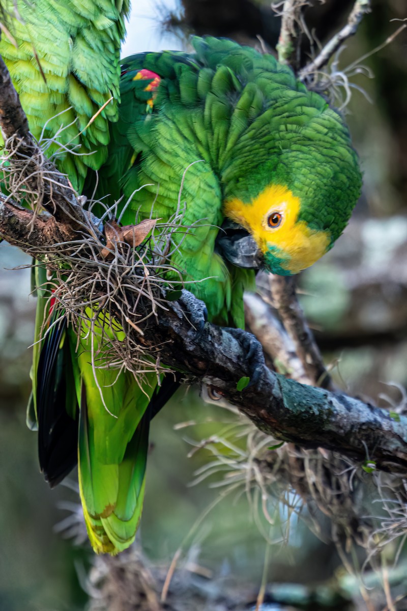 Turquoise-fronted Parrot - ML619499096