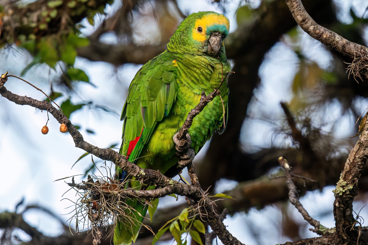 Turquoise-fronted Parrot - ML619499102