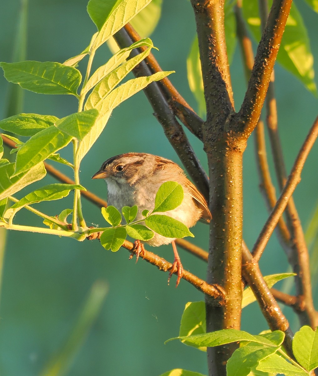 Swamp Sparrow - ML619499122