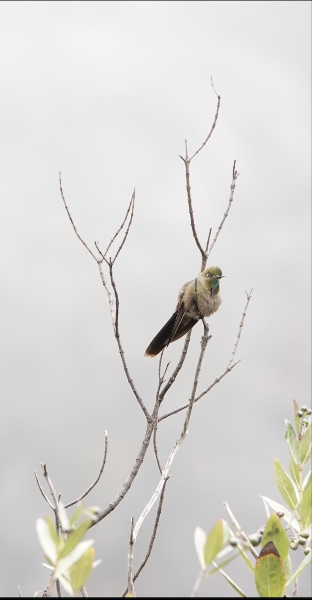 kolibřík hnědobrvý - ML619499168