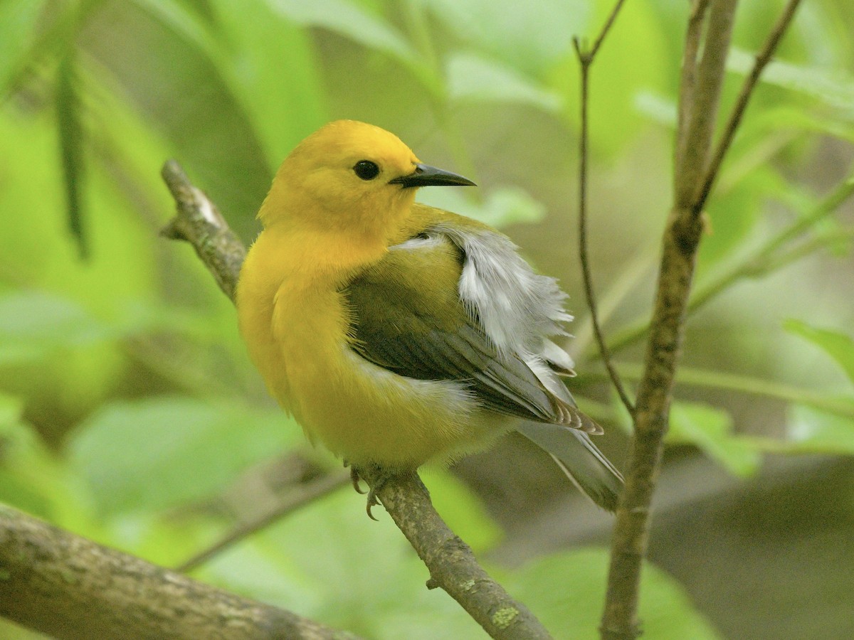 Prothonotary Warbler - ML619499181