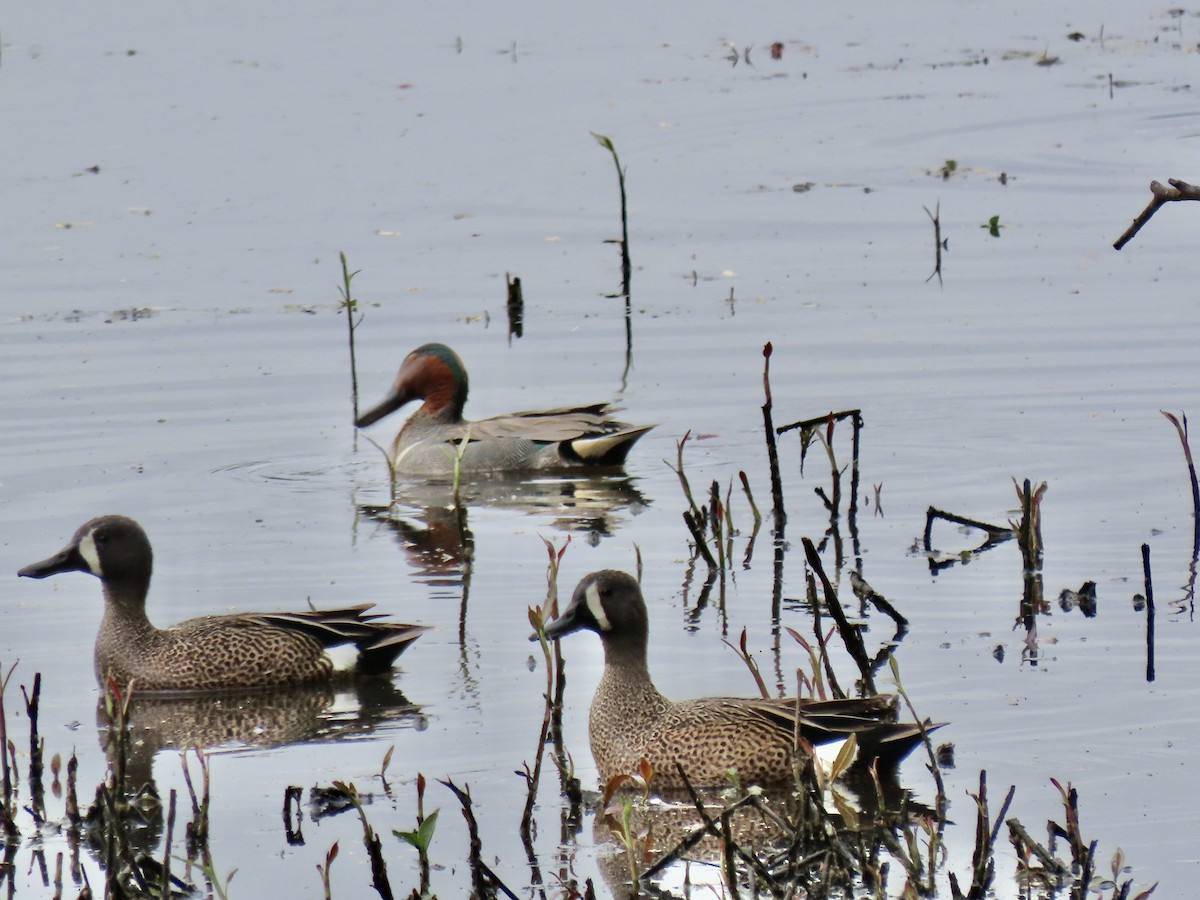 Blue-winged Teal - ML619499206