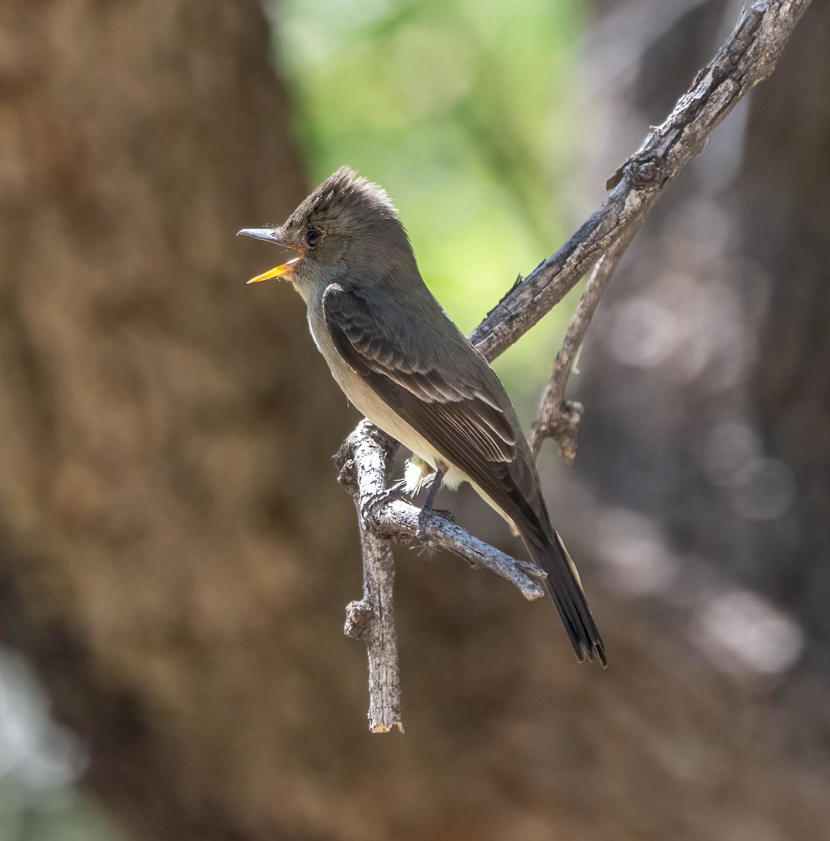 Greater Pewee - ML619499226