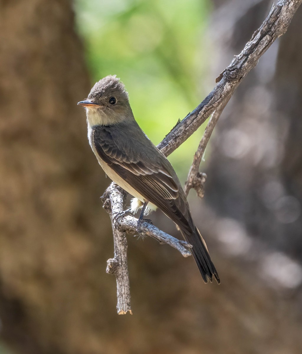Greater Pewee - ML619499235