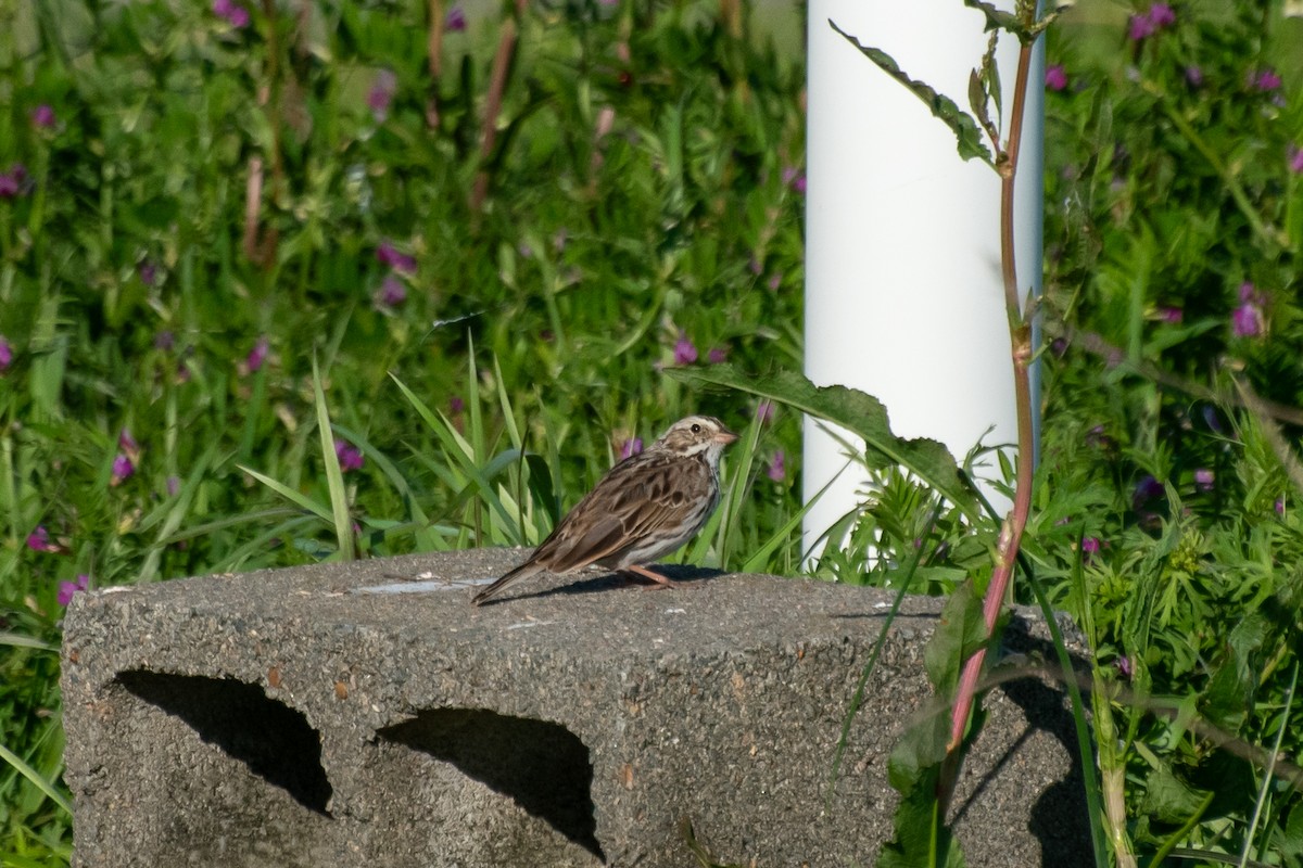 Savannah Sparrow - ML619499241