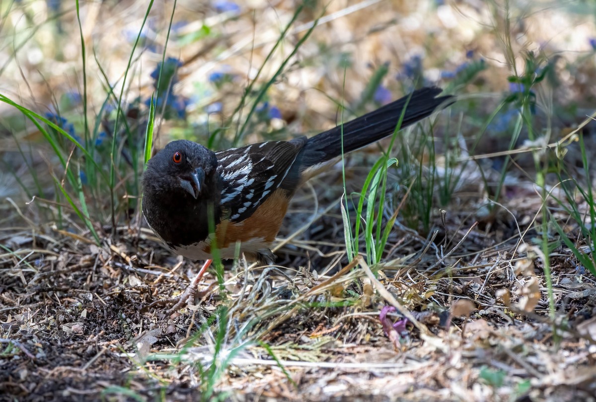 Spotted Towhee - ML619499279