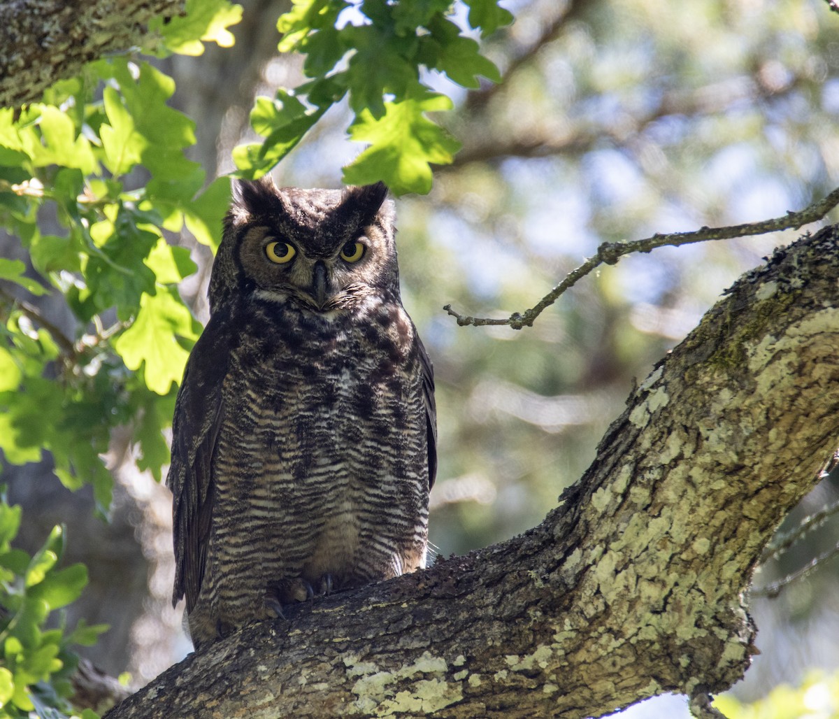 Great Horned Owl - ML619499281