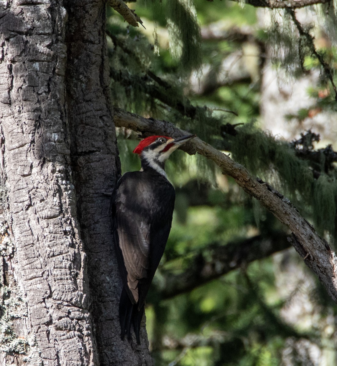 Pileated Woodpecker - ML619499284