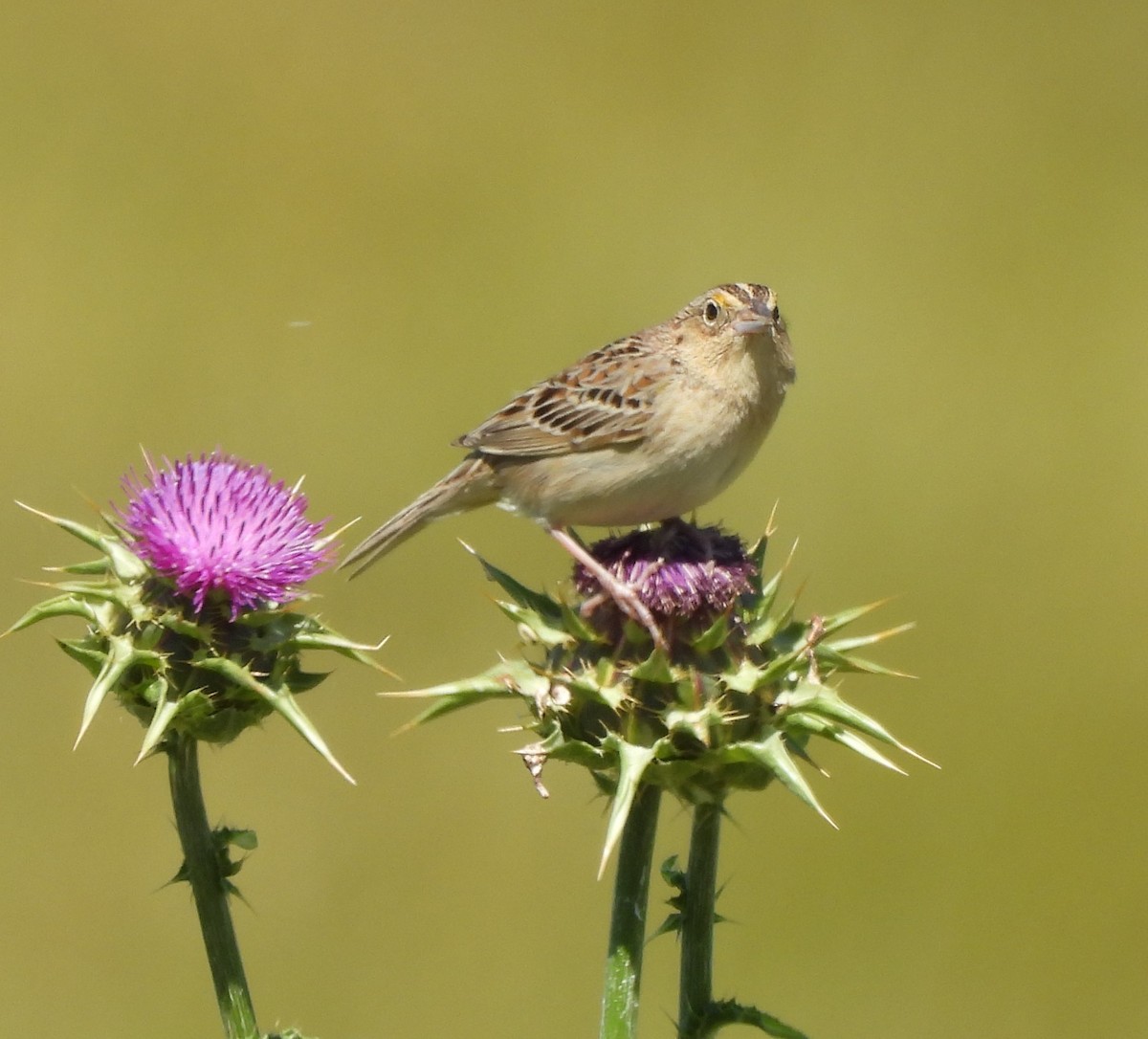 Grasshopper Sparrow - ML619499289