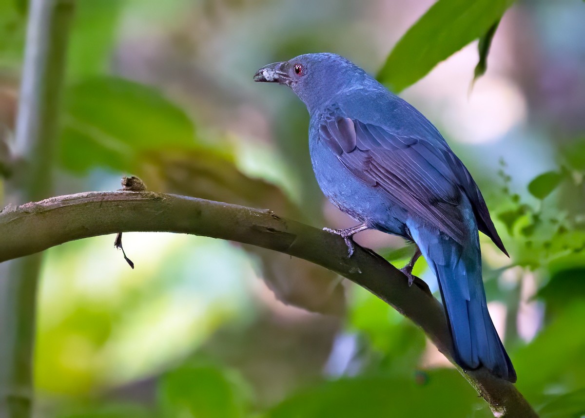 Asian Fairy-bluebird - ML619499292
