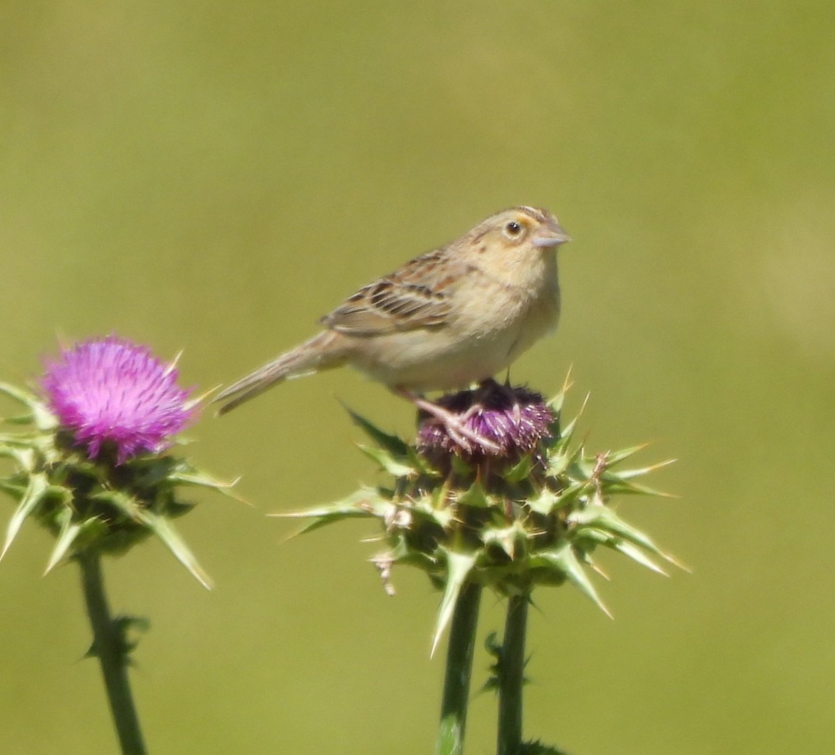 Grasshopper Sparrow - ML619499293