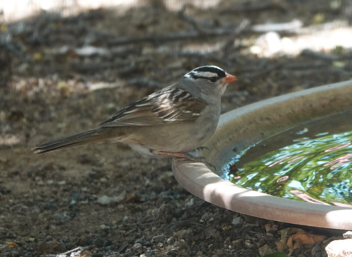 White-crowned Sparrow (Dark-lored) - ML619499310